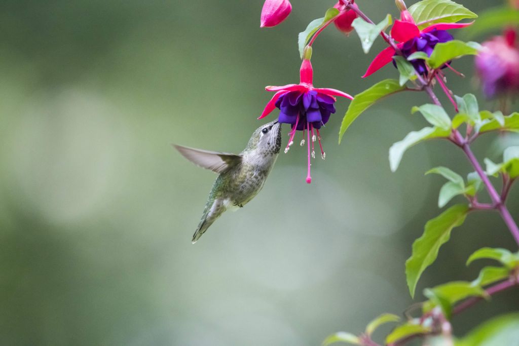 Kolibri trinken