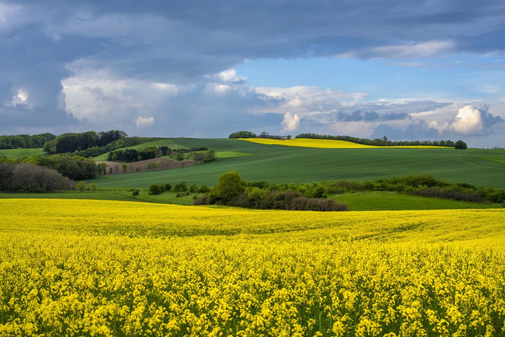 Rapsfeld