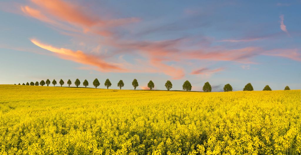 Feld voller gelber Blumen