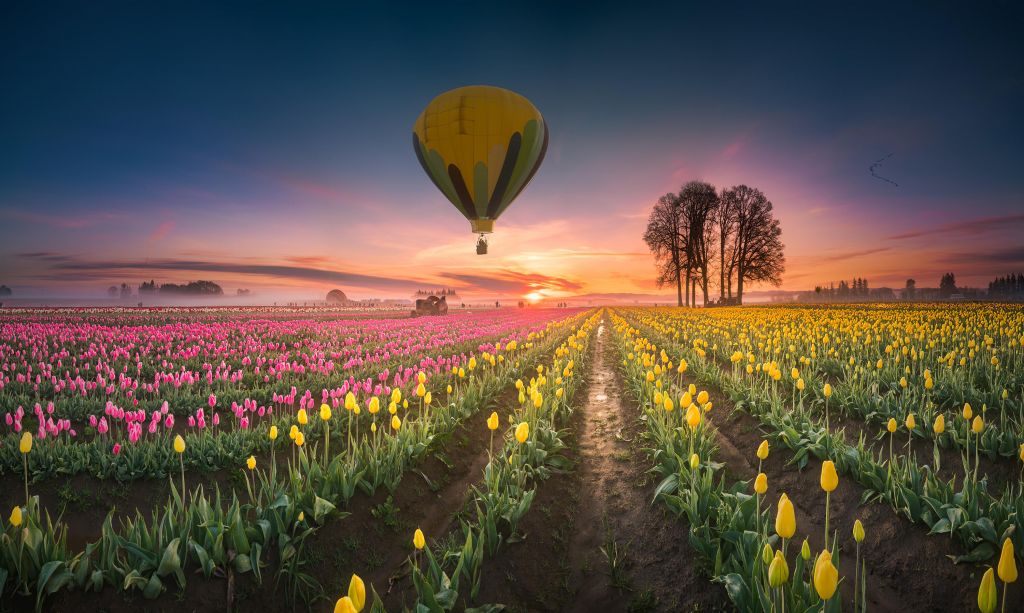 Rosa gelbe Tulpe Feld