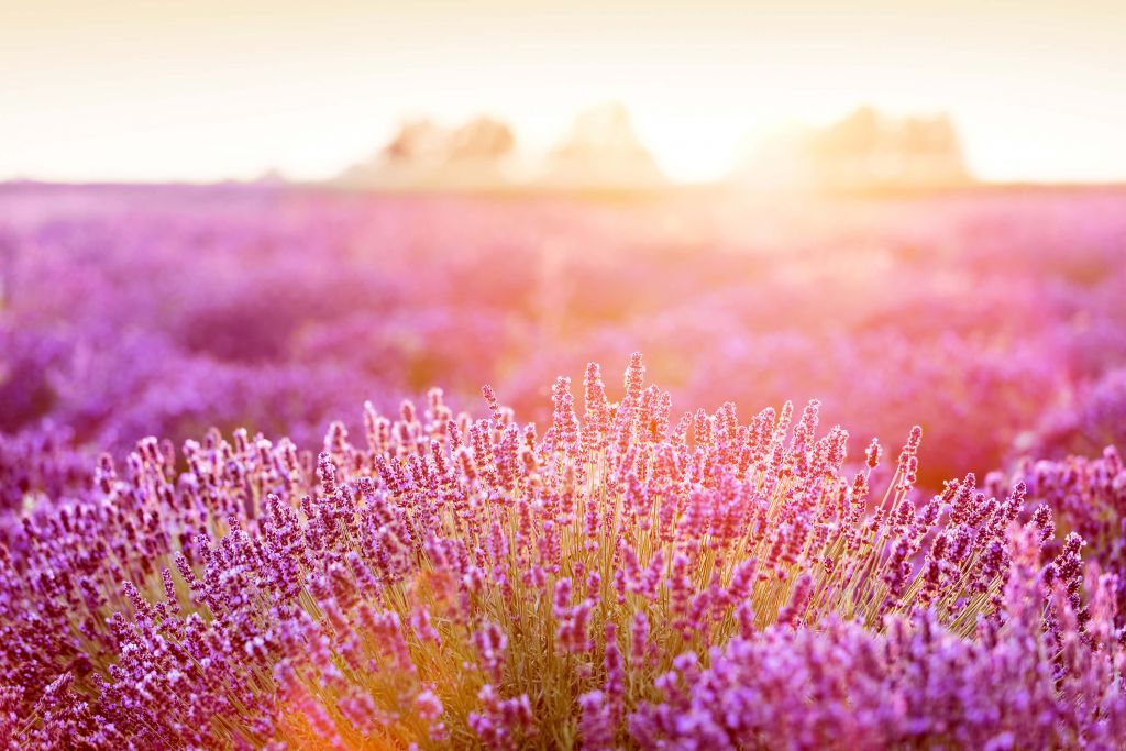 Nahaufnahme Lavendelblüten