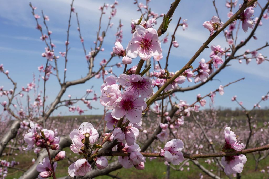 Hellrosa Blüten