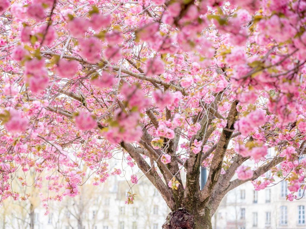 Blüte Baum