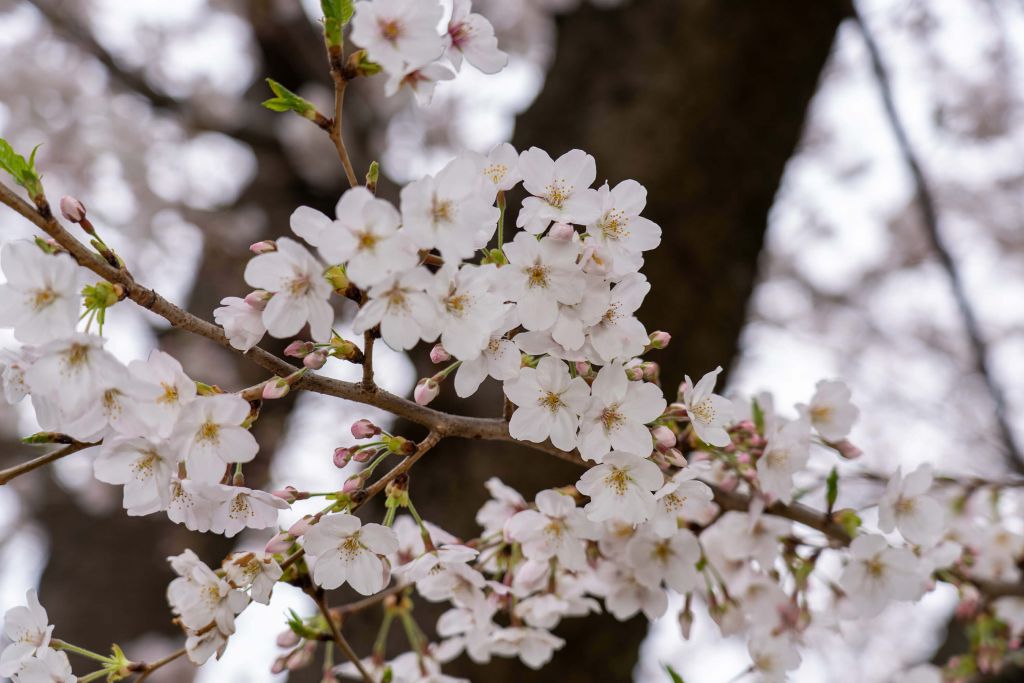 Weiße Blüten