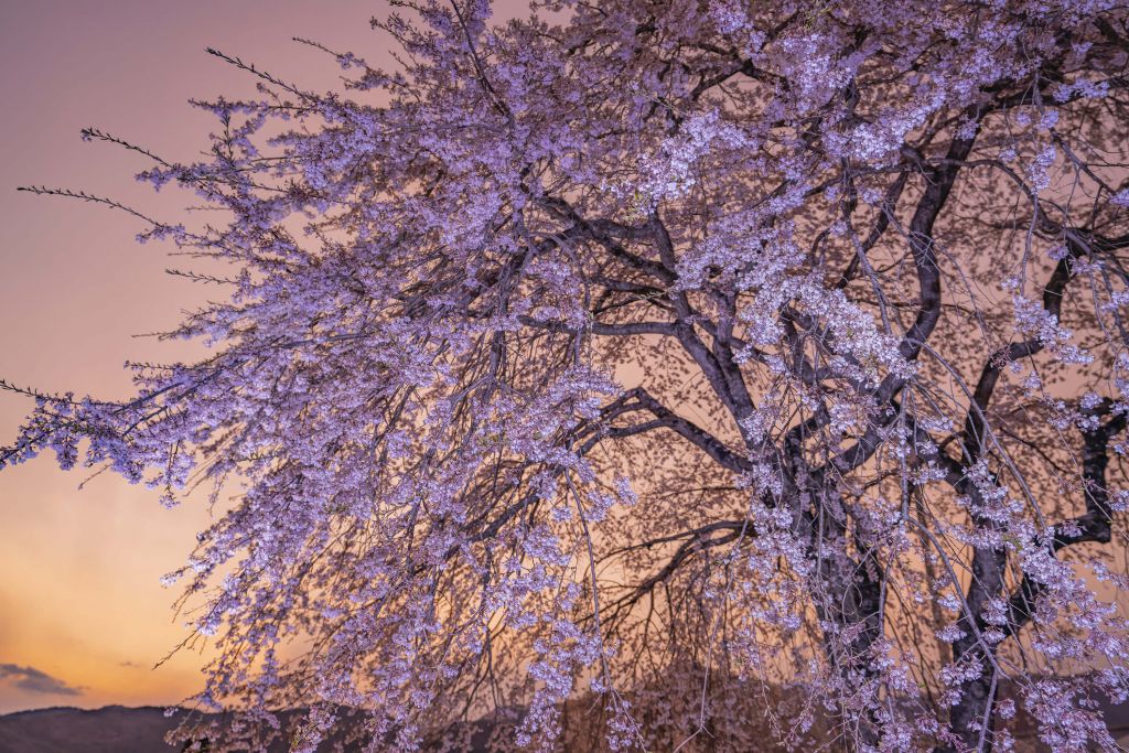 Blüten bei Sonnenuntergang