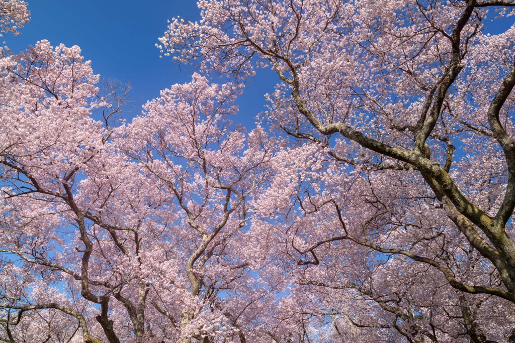 Blüten mit blauem Himmel