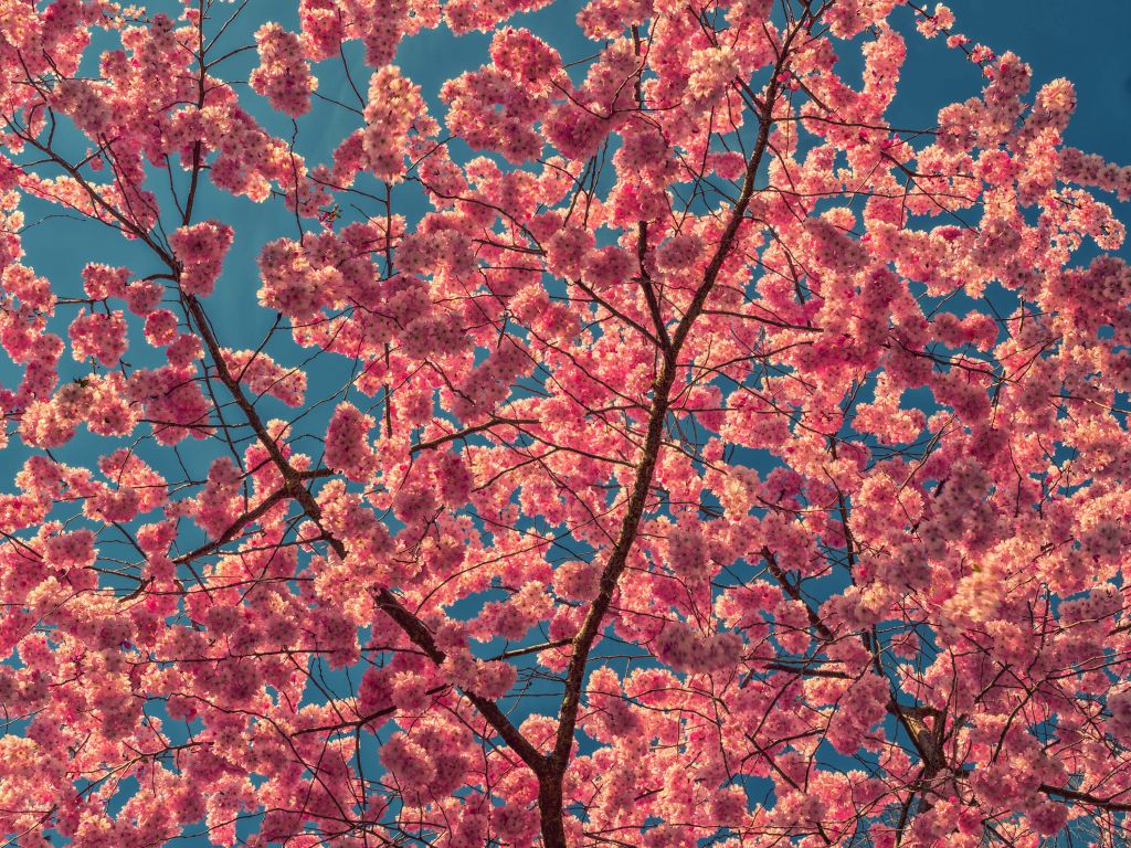 Leuchtend rosa Blüten