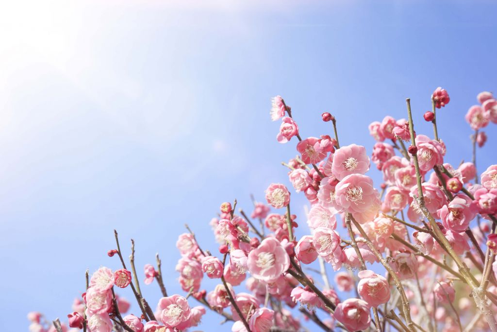 Blüten mit blauem Himmel