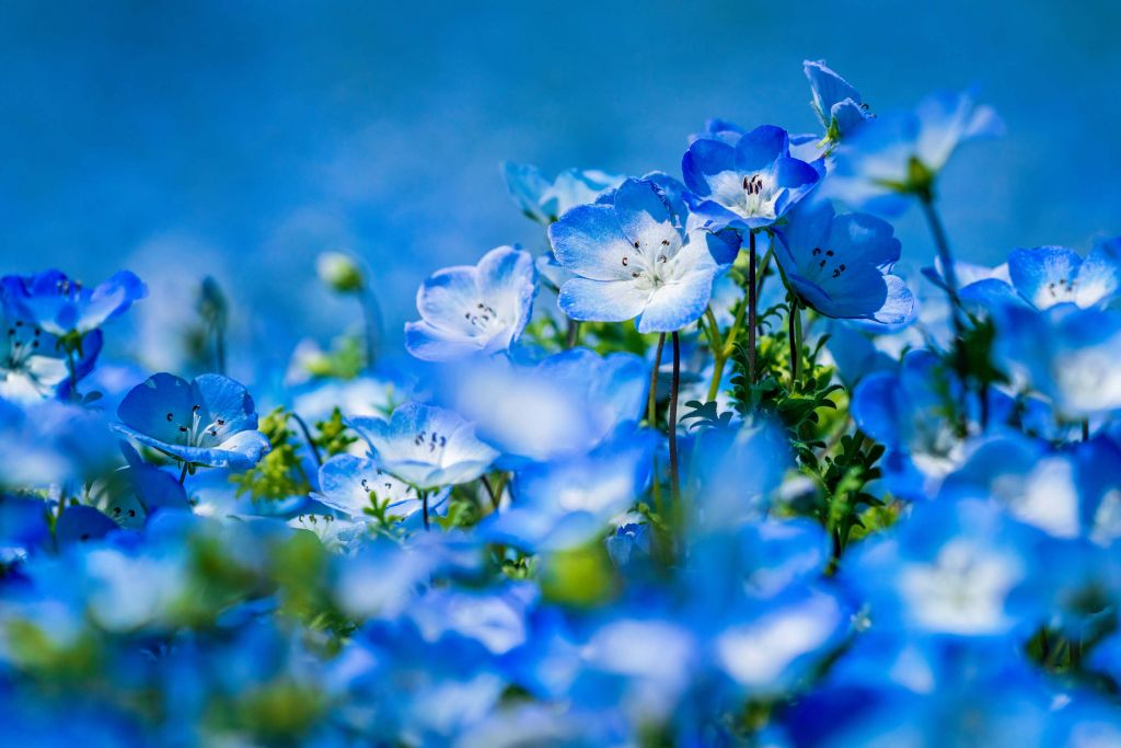 Blau Weiße Narzissen