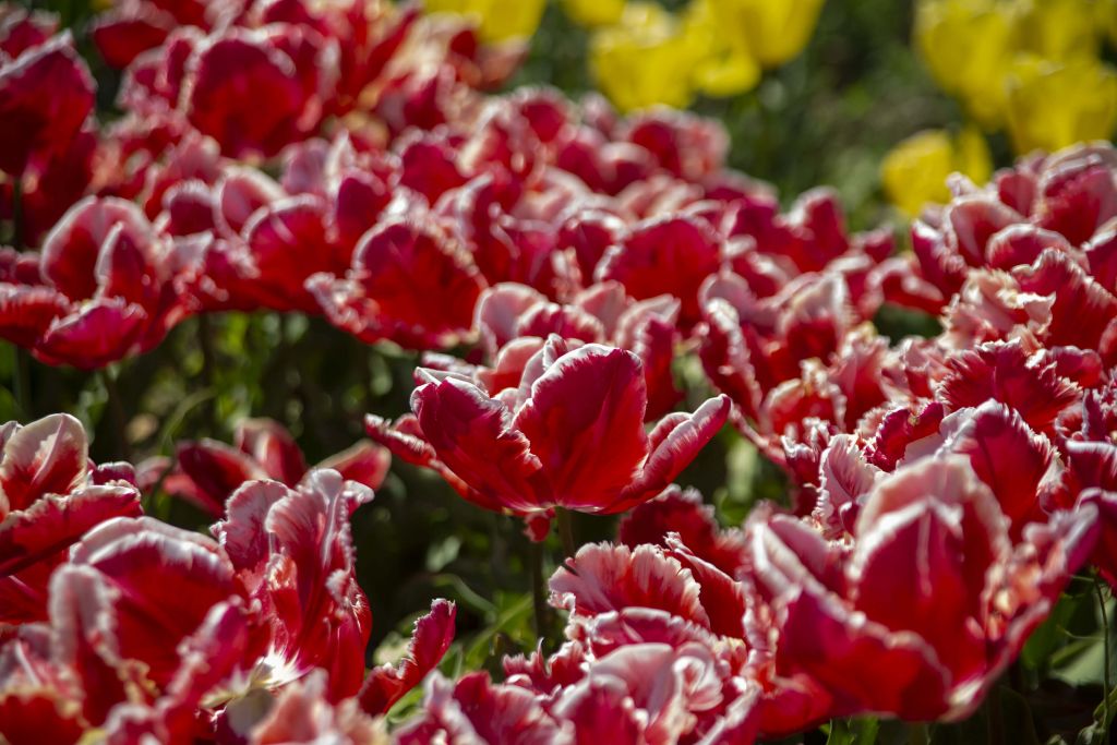 Rote Tulpen