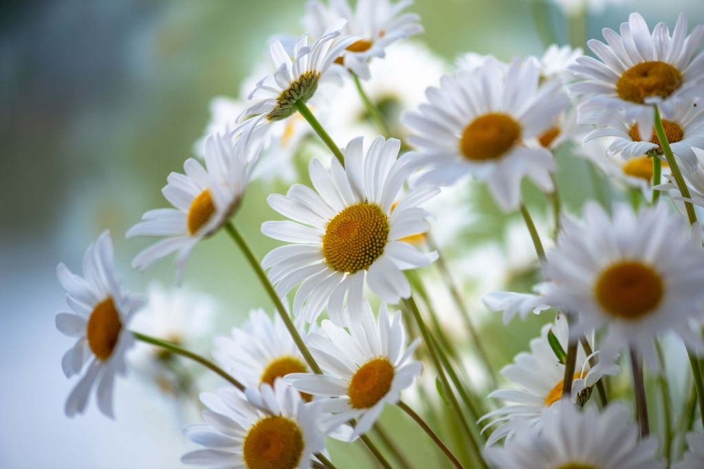 Nahaufnahme Gänseblümchen