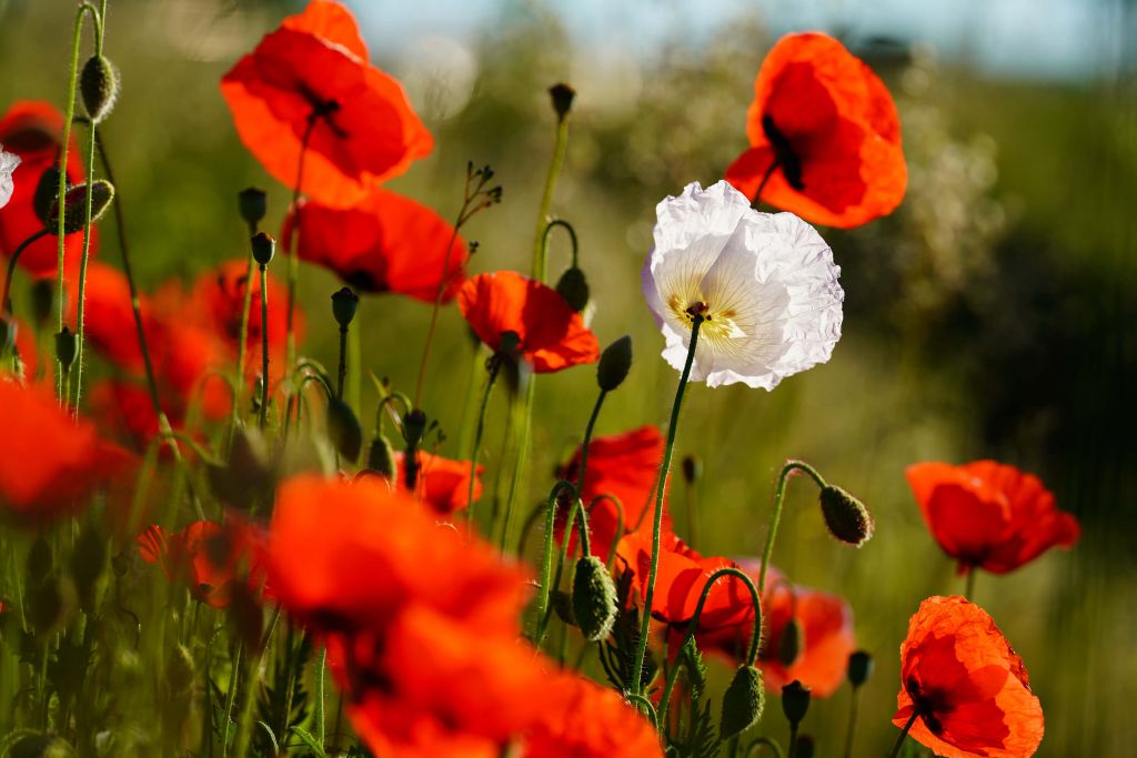 Gruppe von Mohnblumen