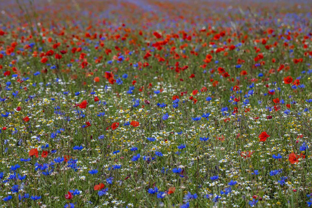 Feld voller Mohnblumen