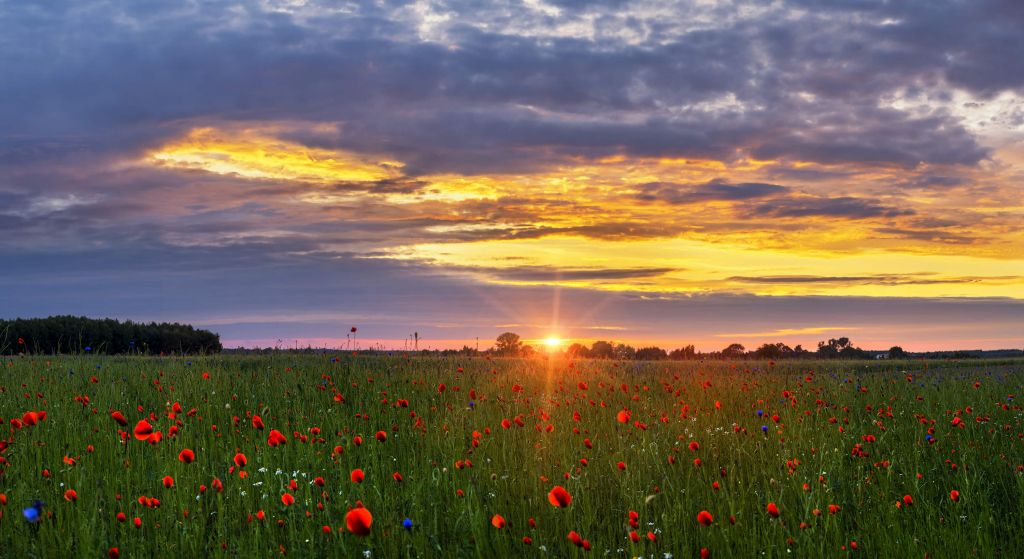 Mohnlandschaft