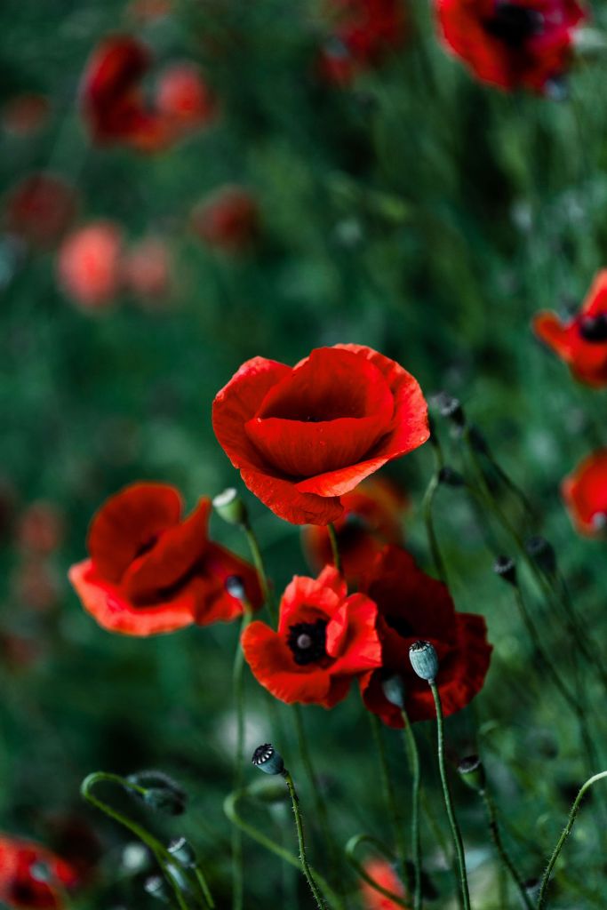 Mohn und Gras