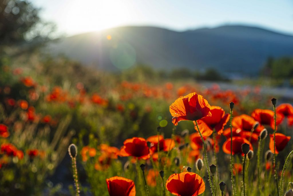 Mohnblumen mit Sonnenstrahlen