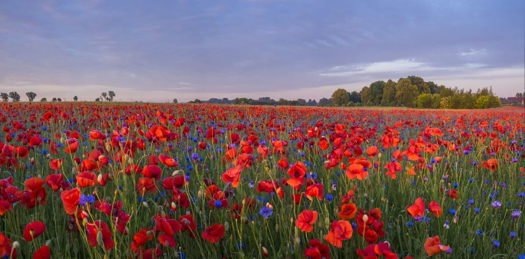 Blaue Blumen und rote Mohnblumen