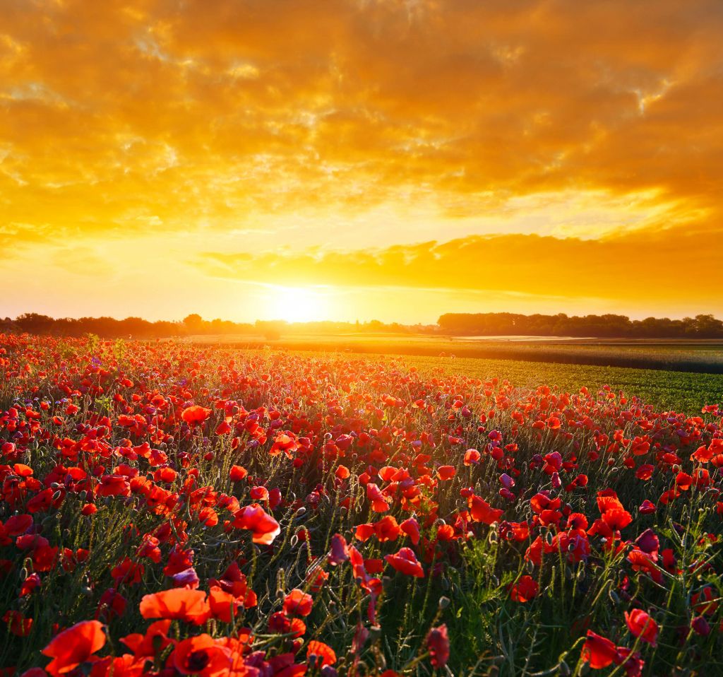 Mohnblumen und Sonnenuntergang