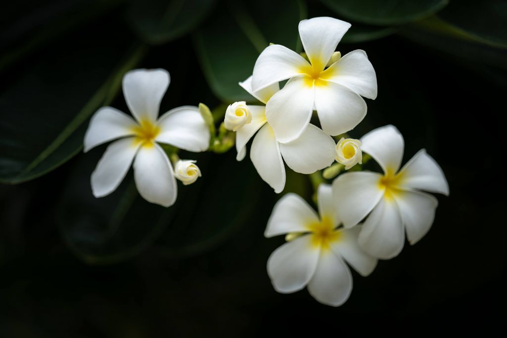 Nahaufnahme Plumeria