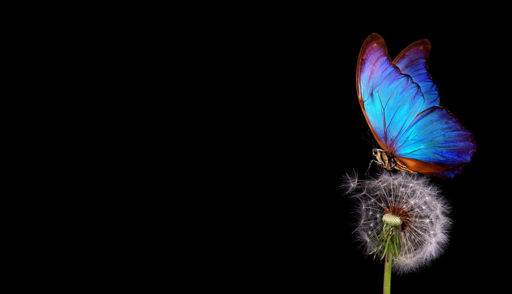 Blauer Schmetterling auf einem Löwenzahn