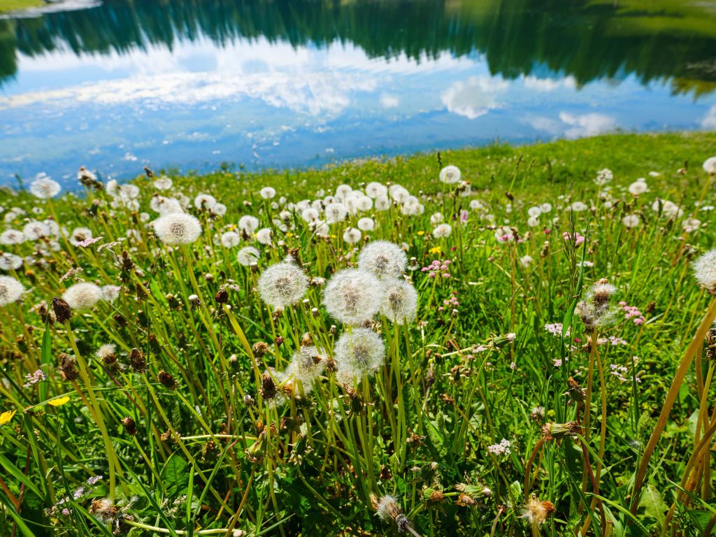 Blumiges Feld