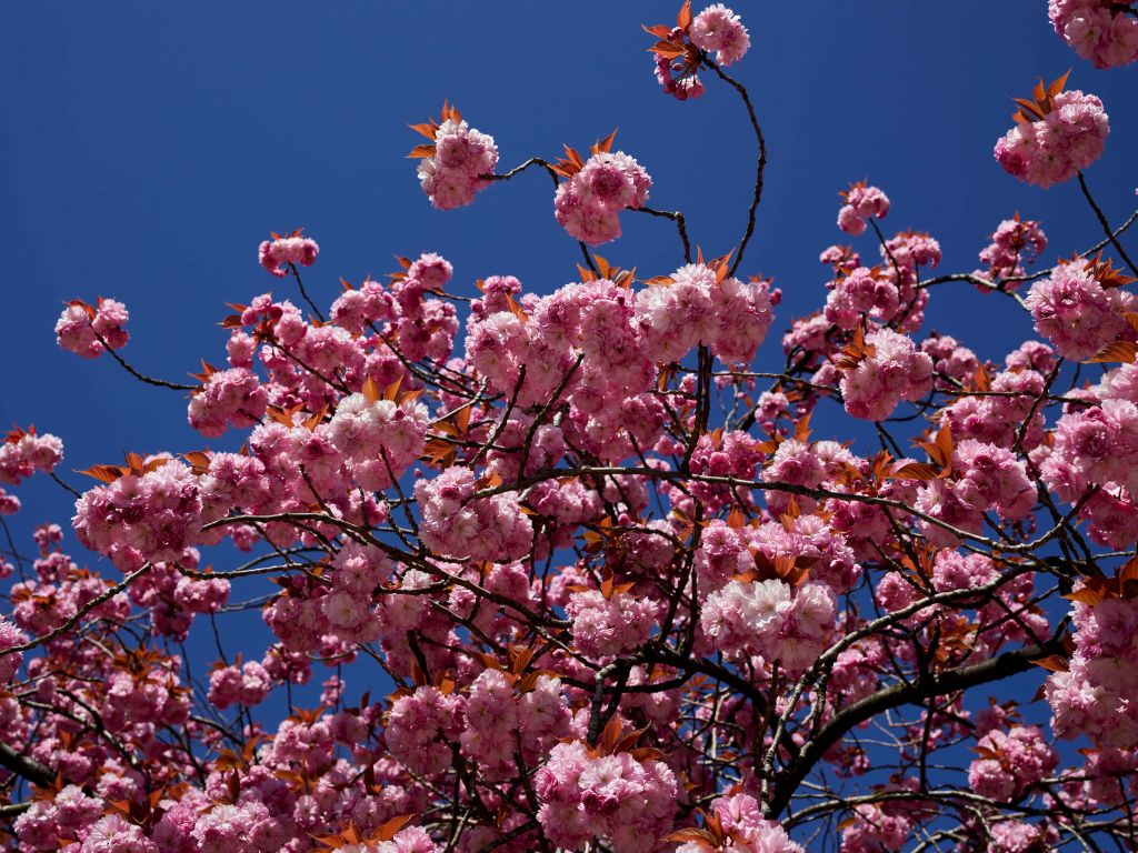 Rosa Blüte mit blauem Himmel