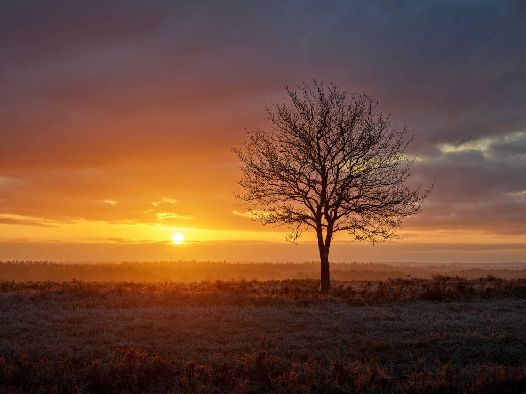 Farbenfroher Sonnenaufgang in der Heide