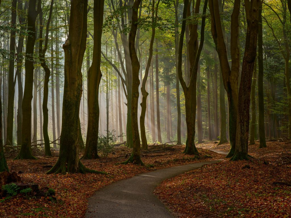 Sonnenstrahlen auf dem Weg durch den Wald