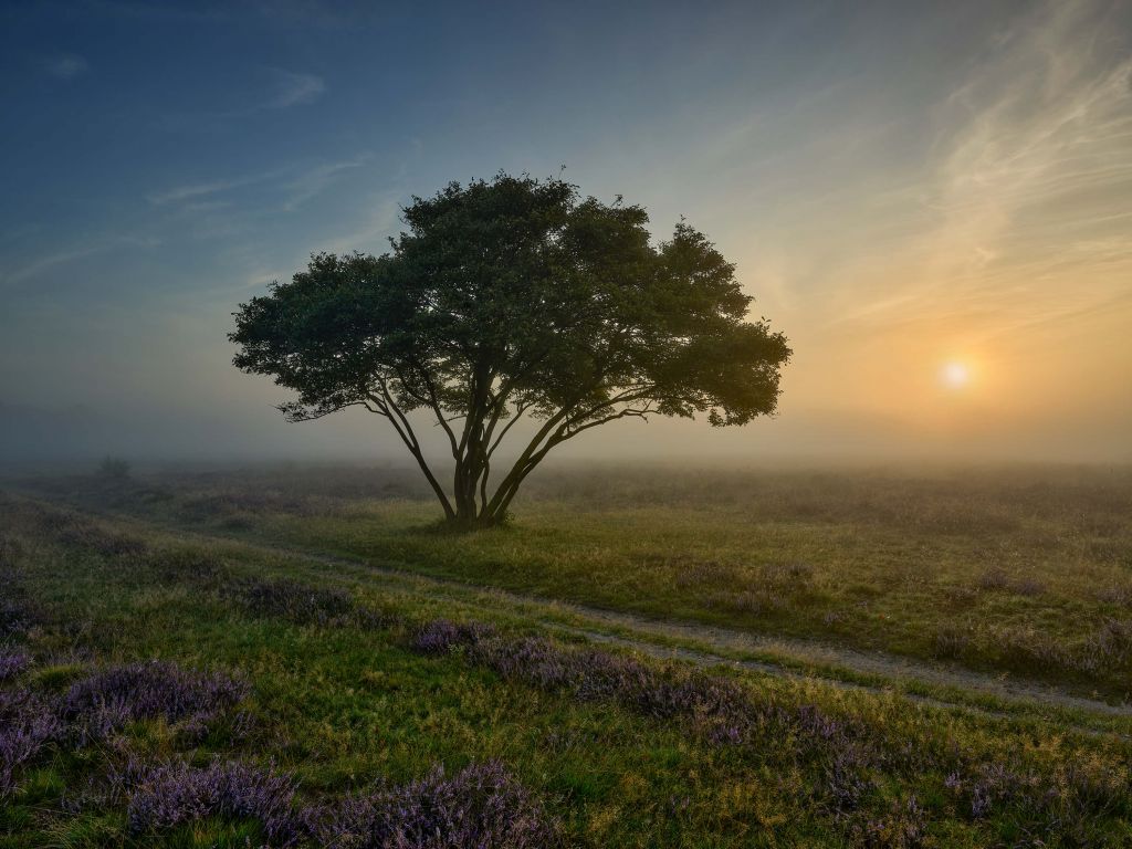 Sonnenaufgang in der Heidelandschaft