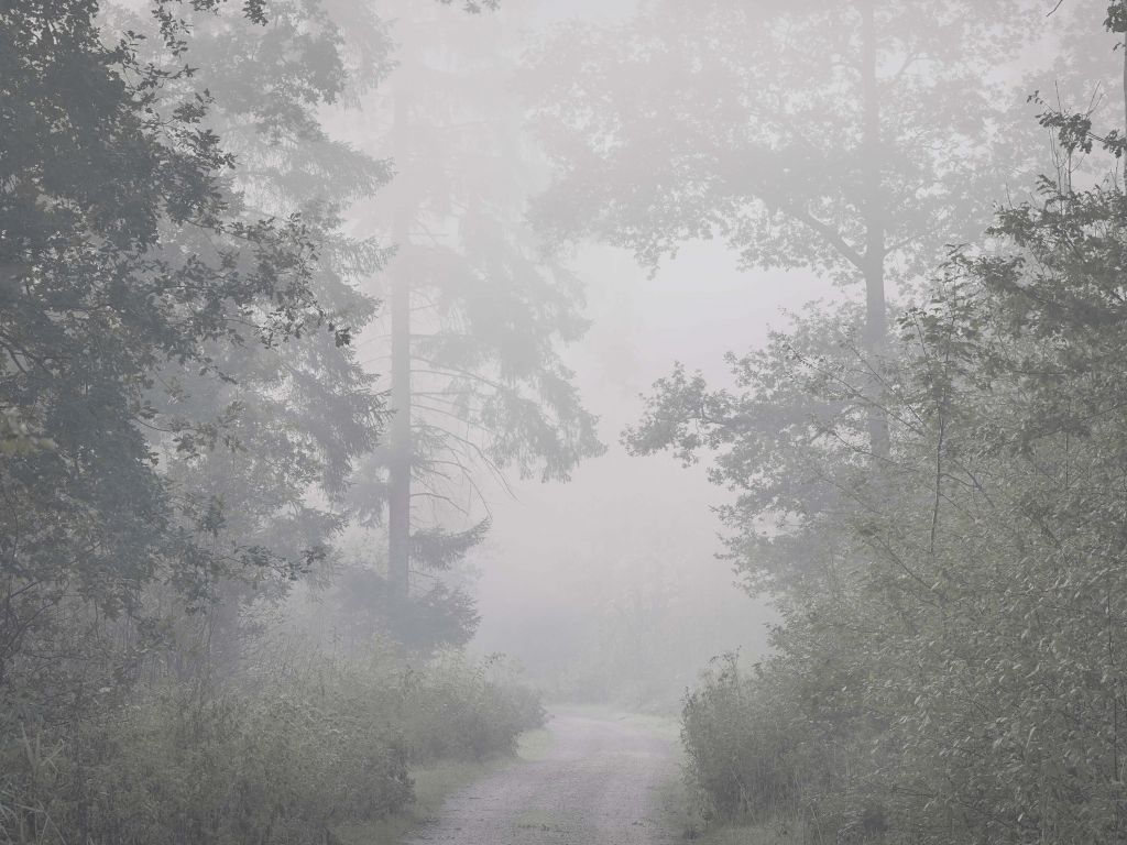 Straße durch nebligen Wald