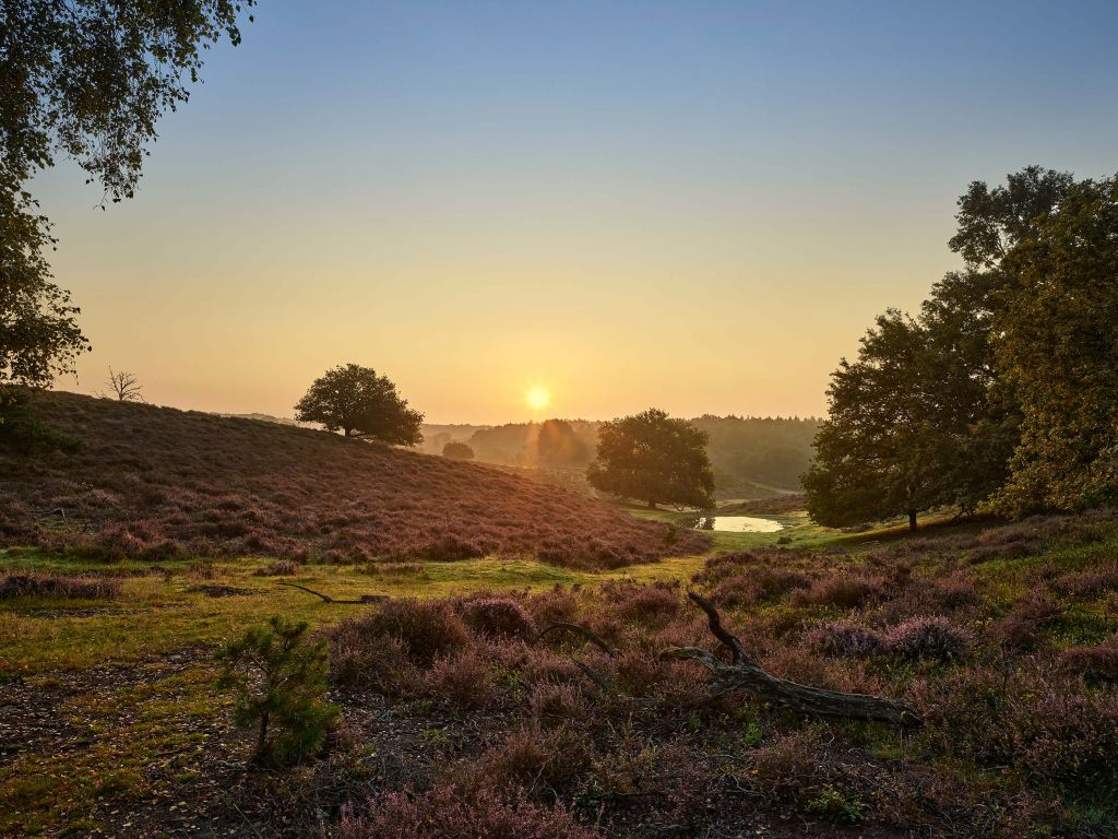 Pfütze auf der Heide