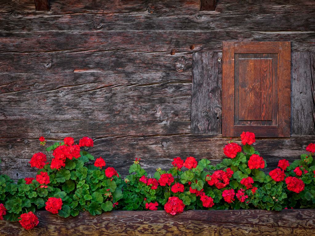 Altes Holz mit Blumen