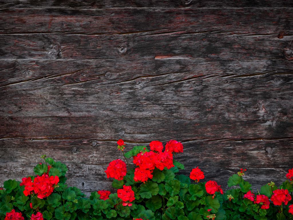 Verwittertes Holz mit Blumen