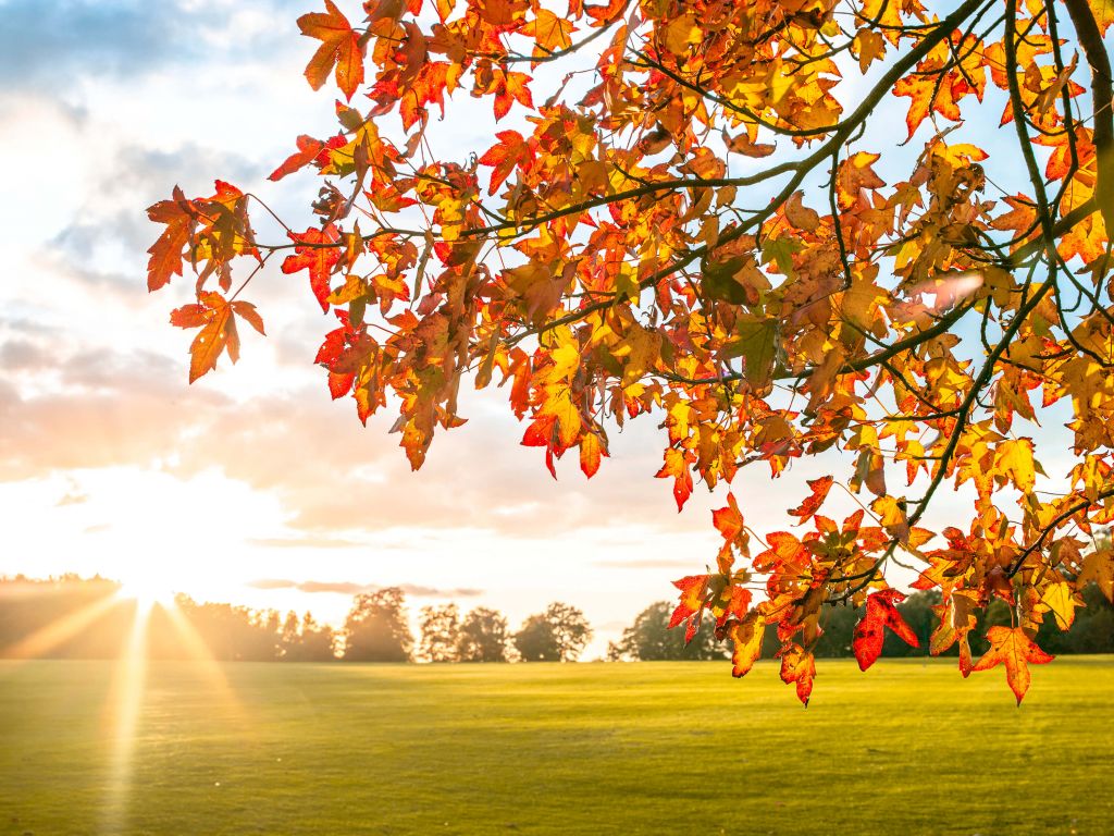 Herbstbaum bei Sonnenuntergang