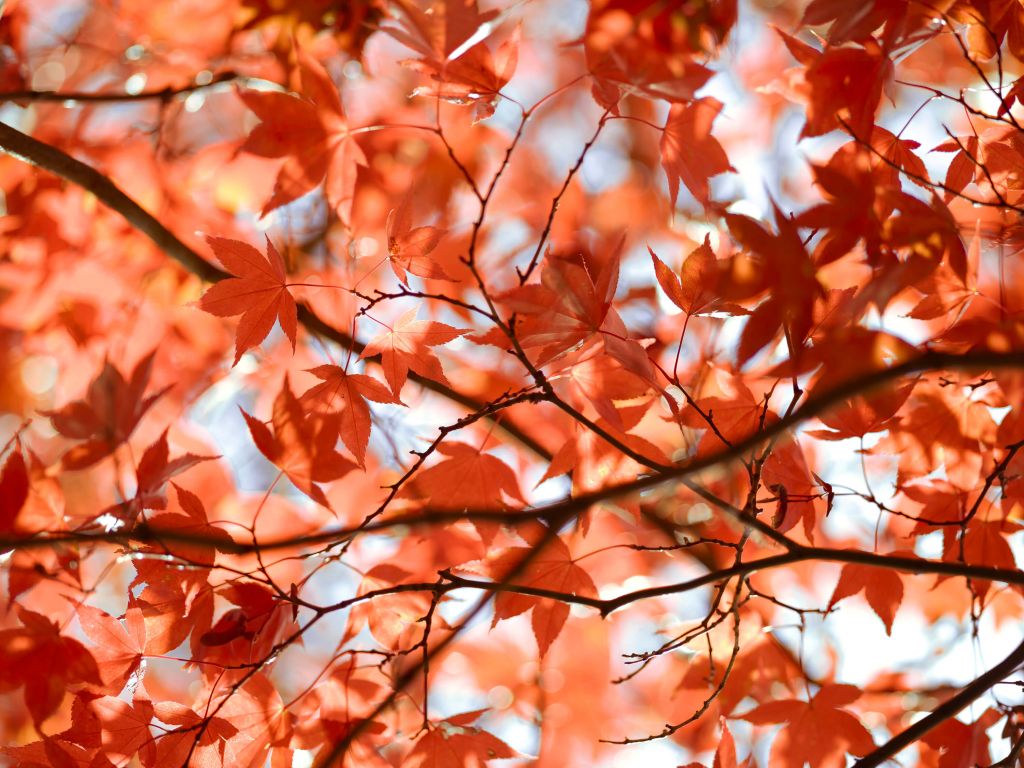 Bunte Herbstblätter