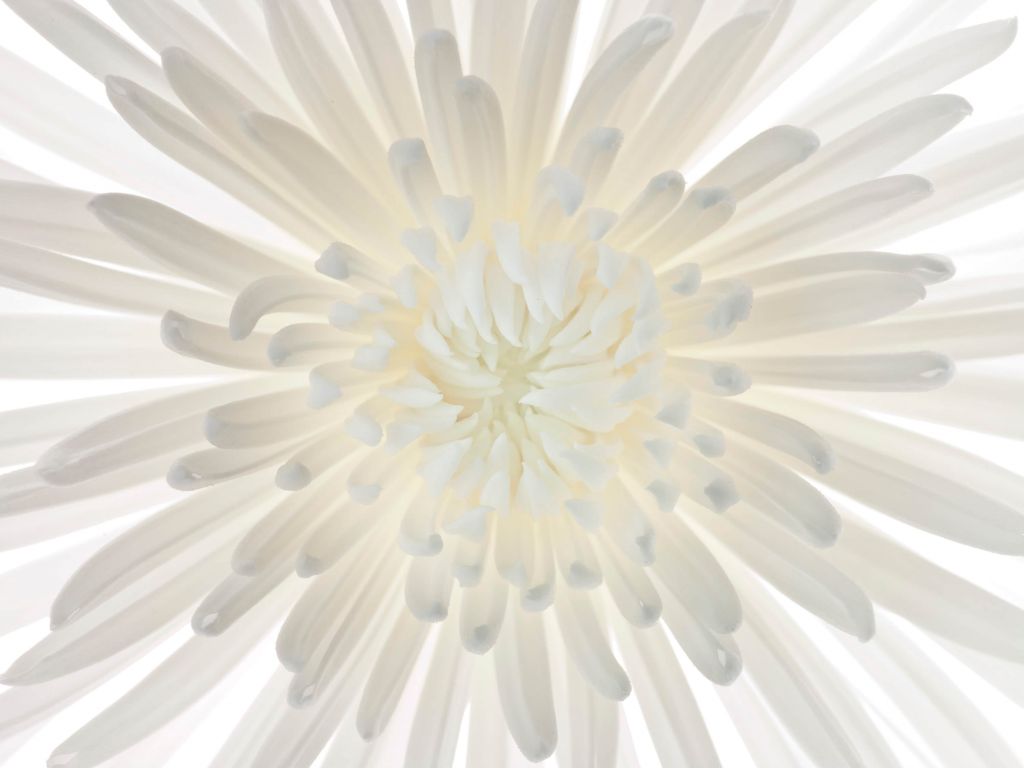 Chrysantheme