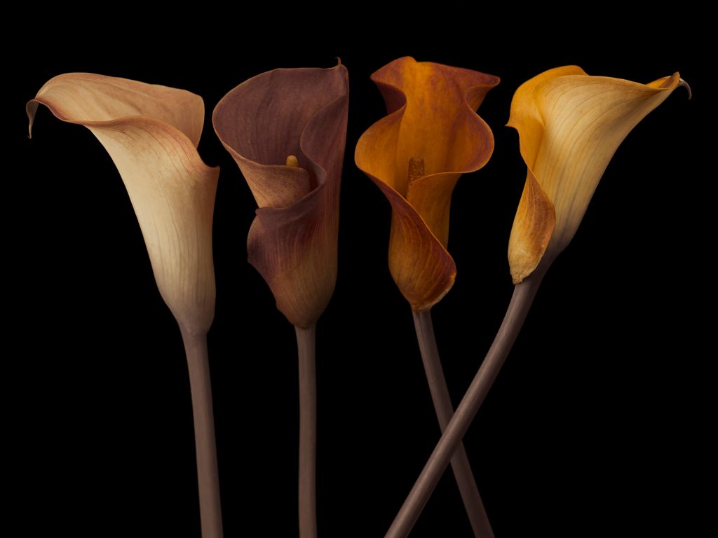 Calla-Lilien