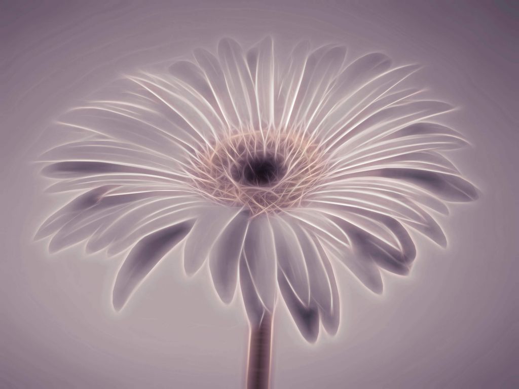 Gerbera-Blüte