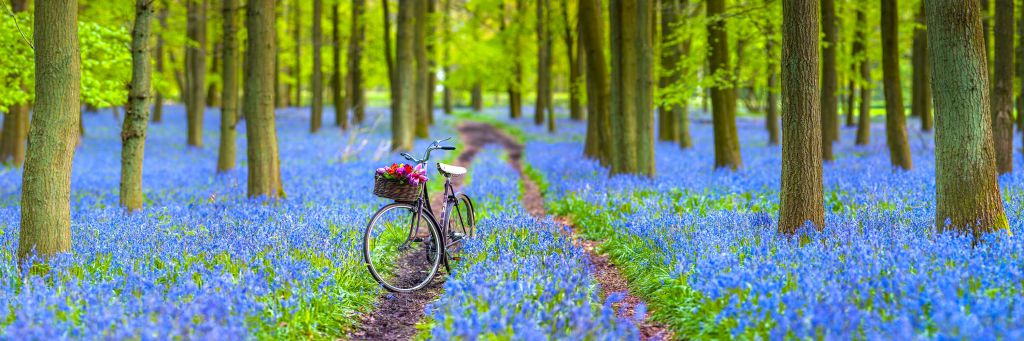 Fahrrad im Wald