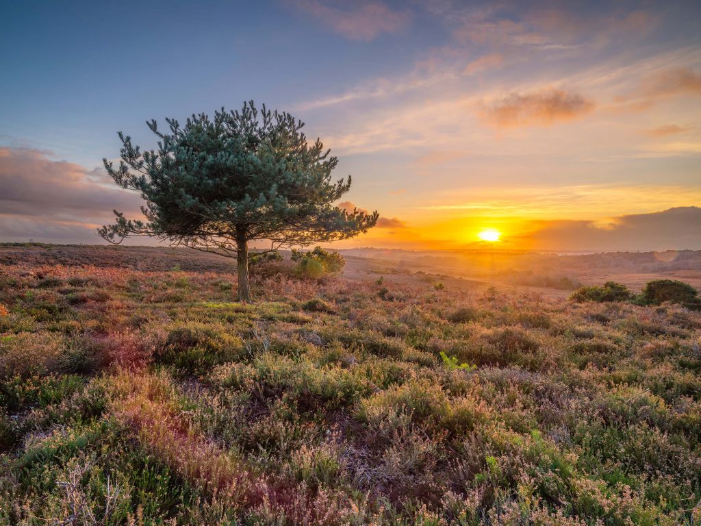 Sonnenuntergang in der Heidelandschaft