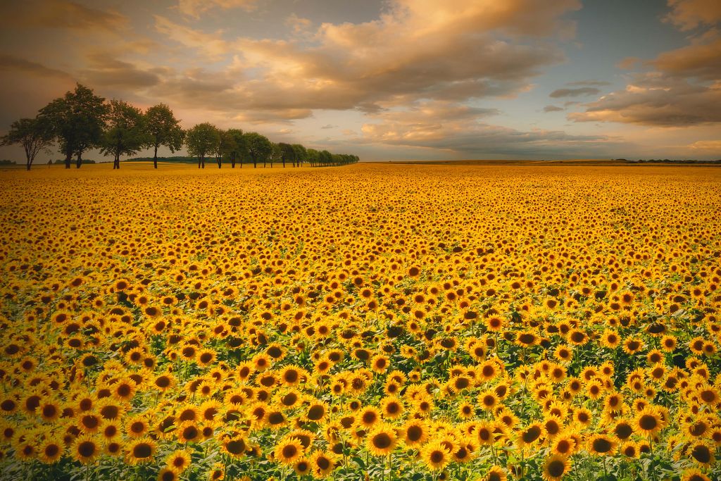 Sunflowers