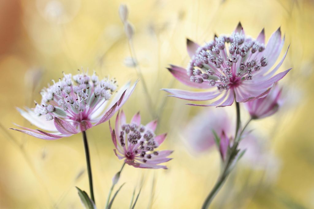 Astrantia Major