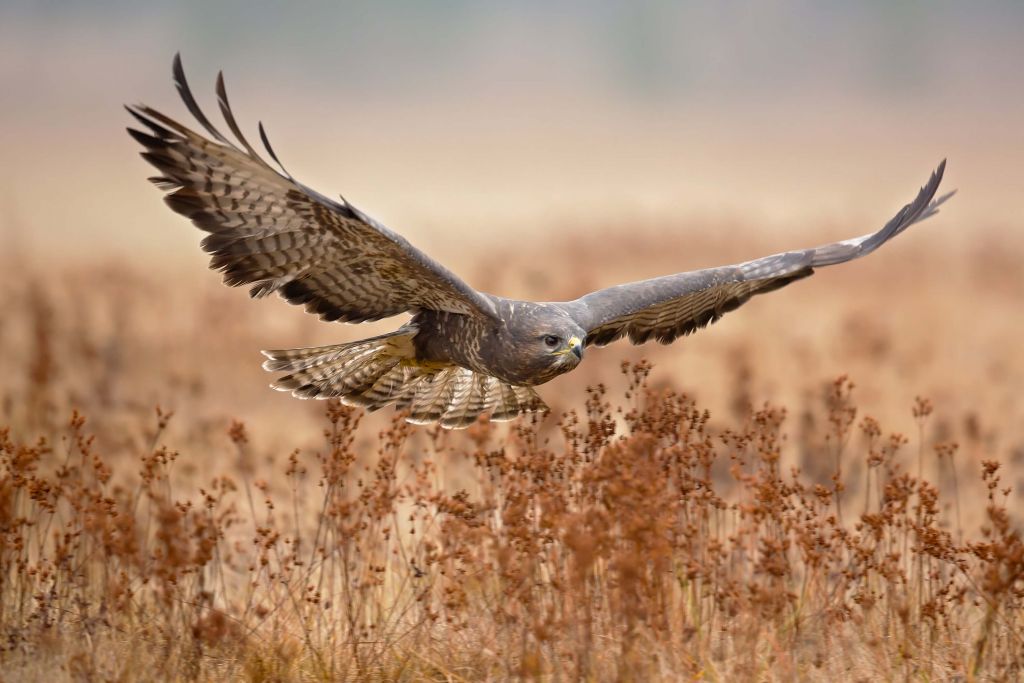 Common Buzzard