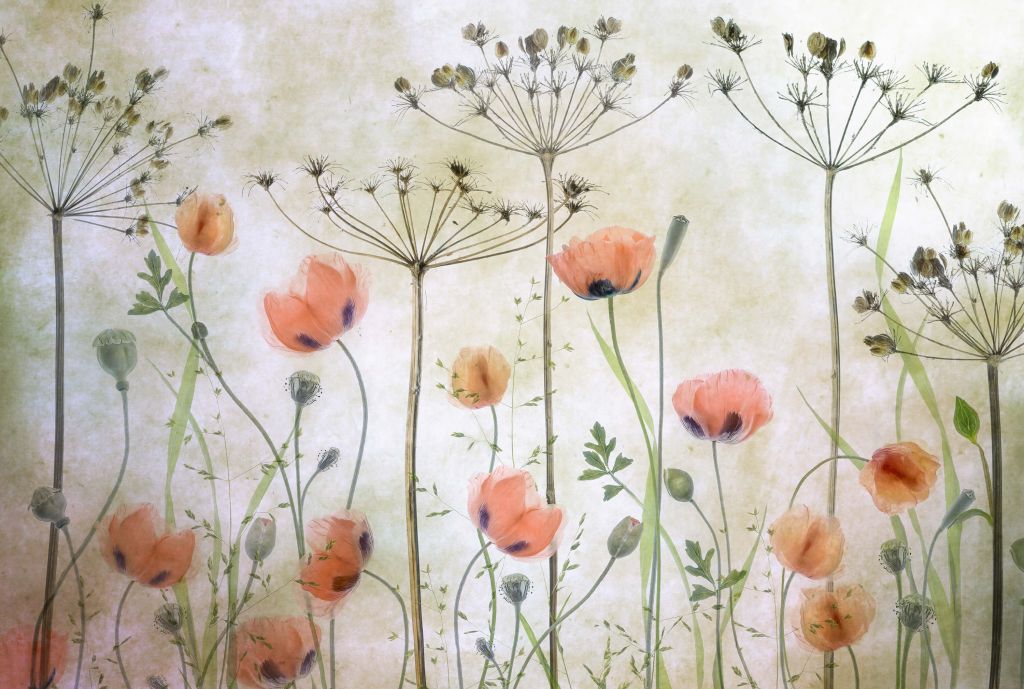 Poppy Meadow