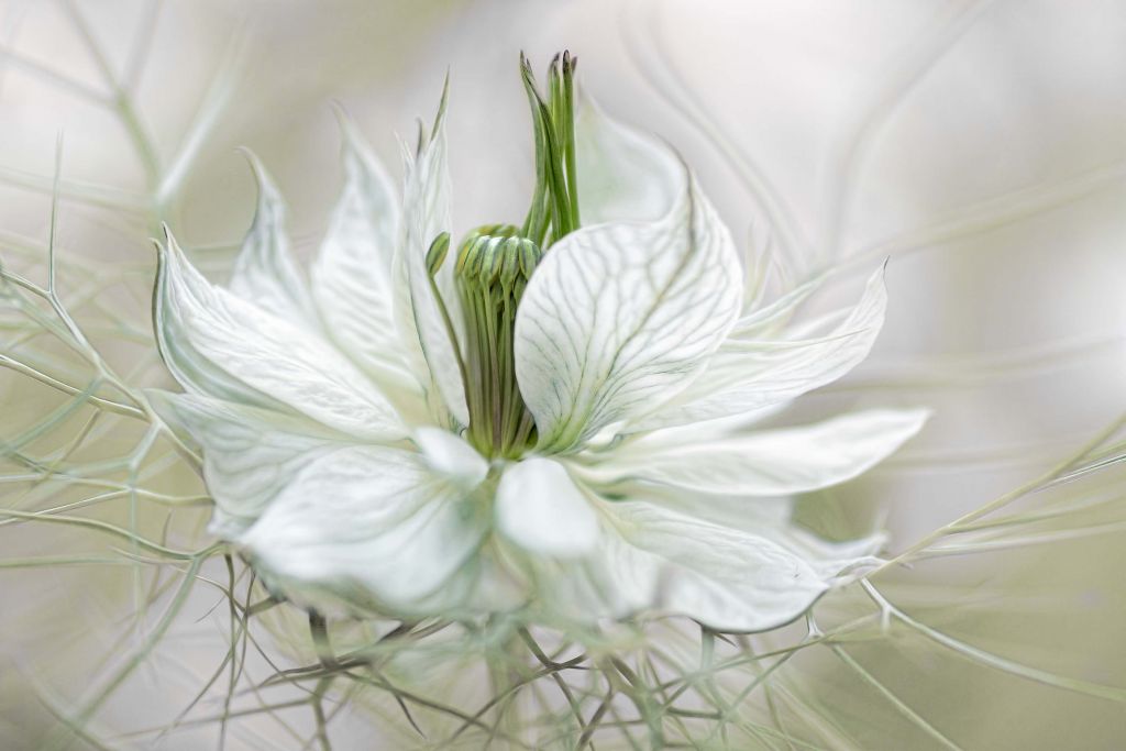 White nigella