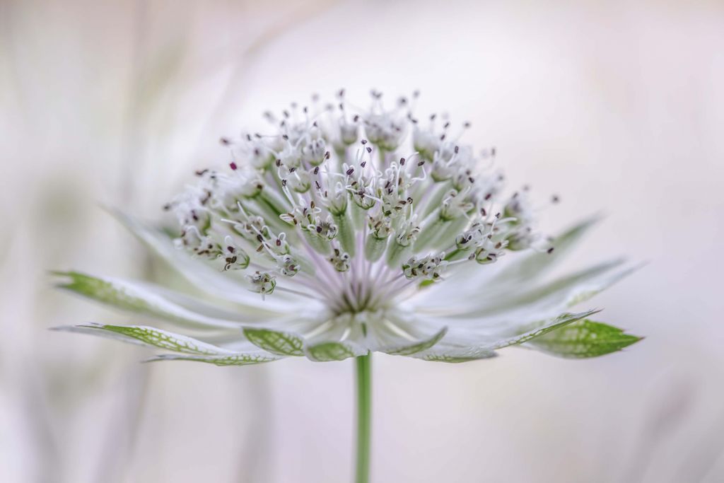 Astrantia