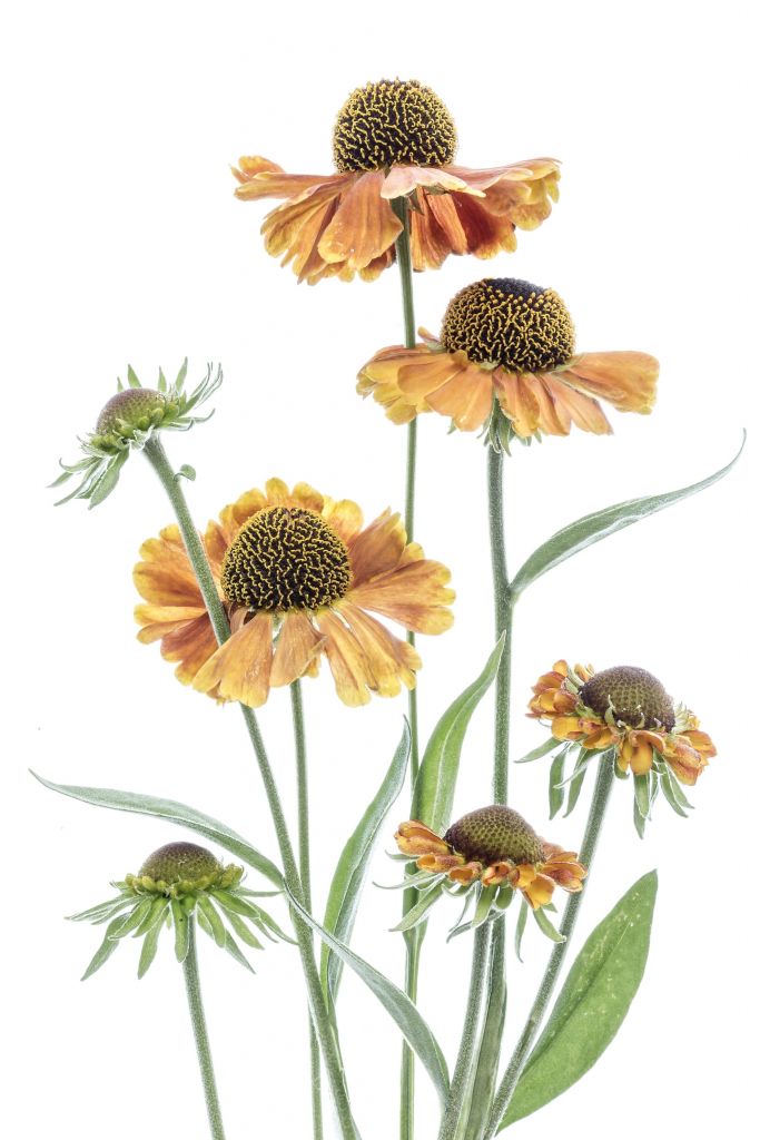 Gelbe Helenium