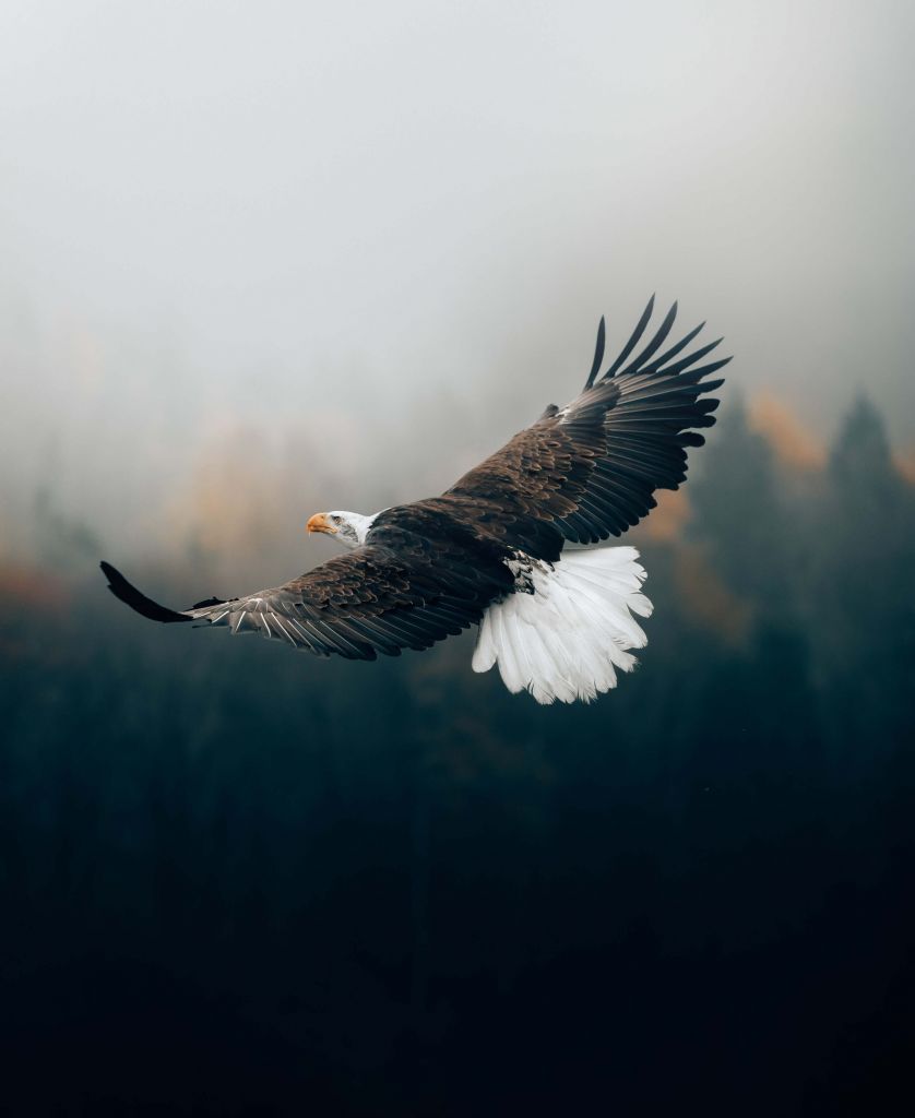 Weißkopfseeadler über dem Wald