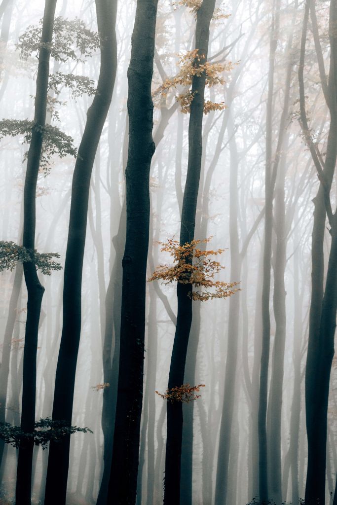 Nebel im Buchenwald