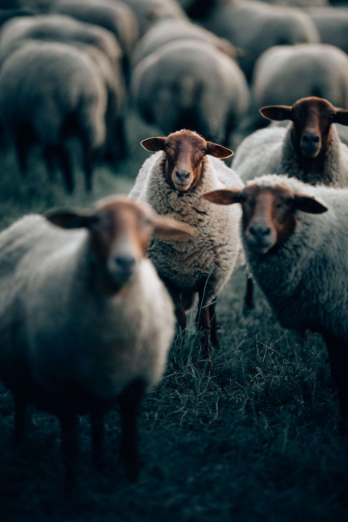 Glückliche Schafe